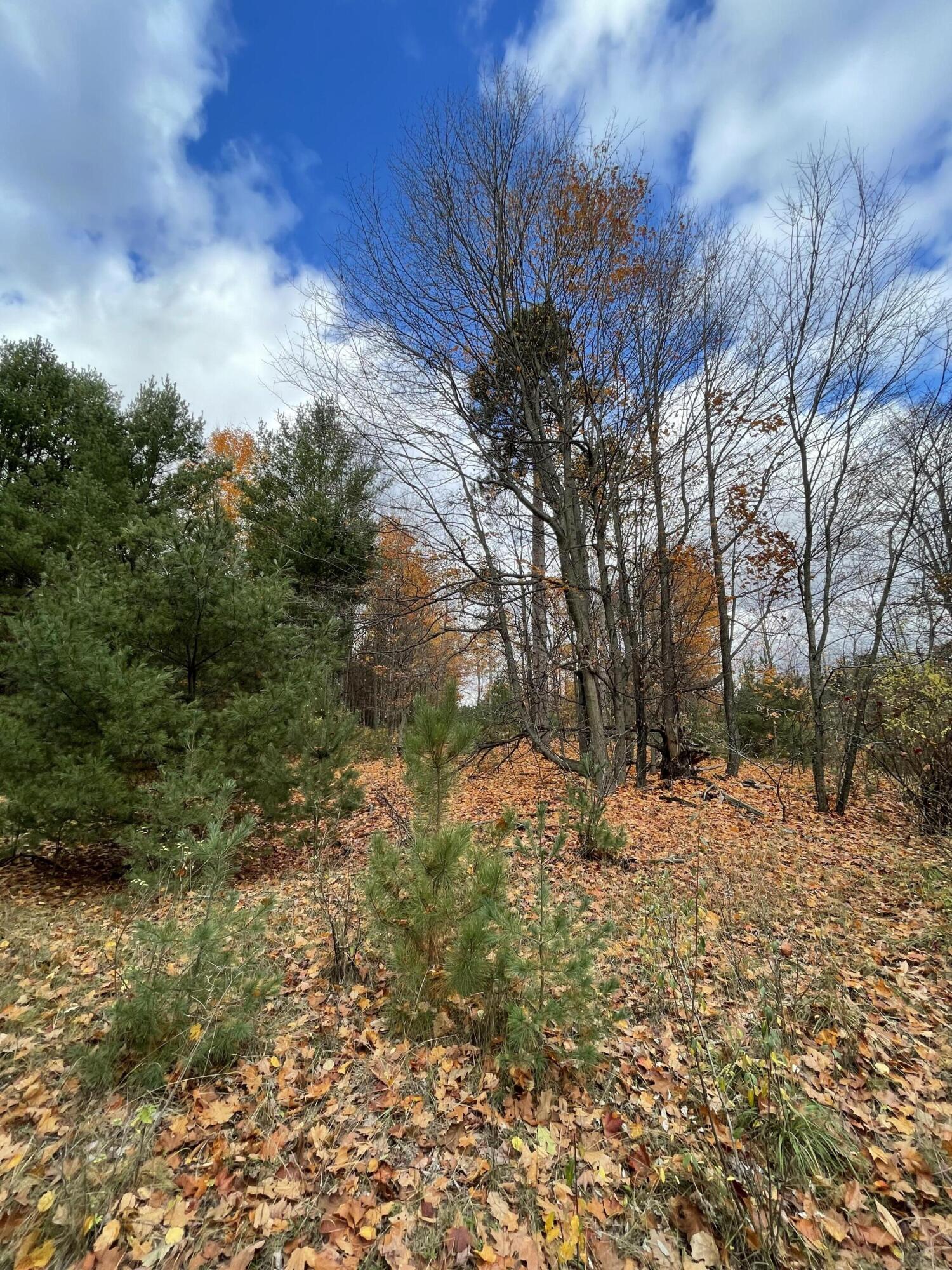 11 11 Mile Road Bear Lake, MI 49614 - Photo 8 of 10 Mixed hardwoods