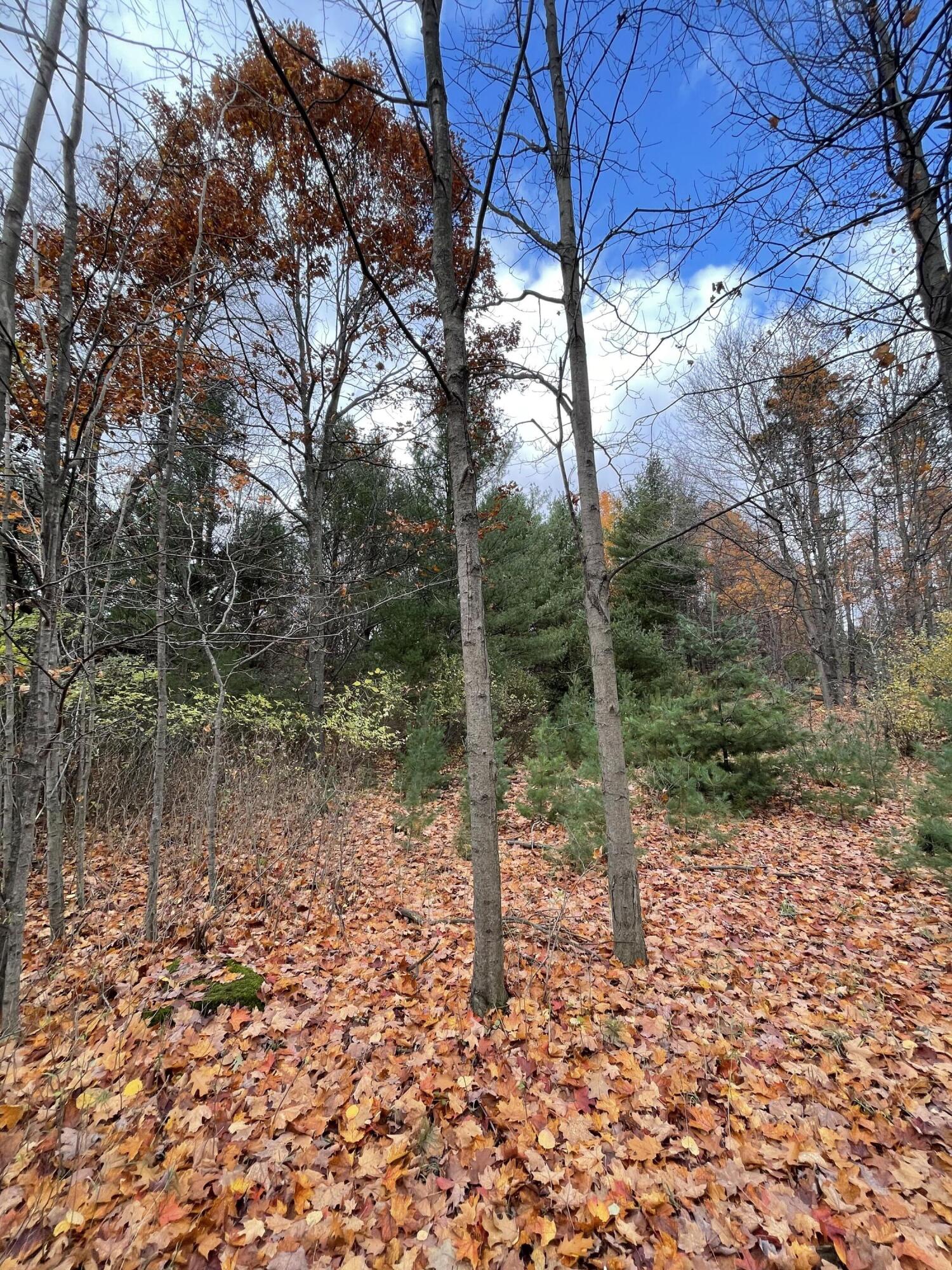 11 11 Mile Road Bear Lake, MI 49614 - Photo 10 of 10 Wooded land