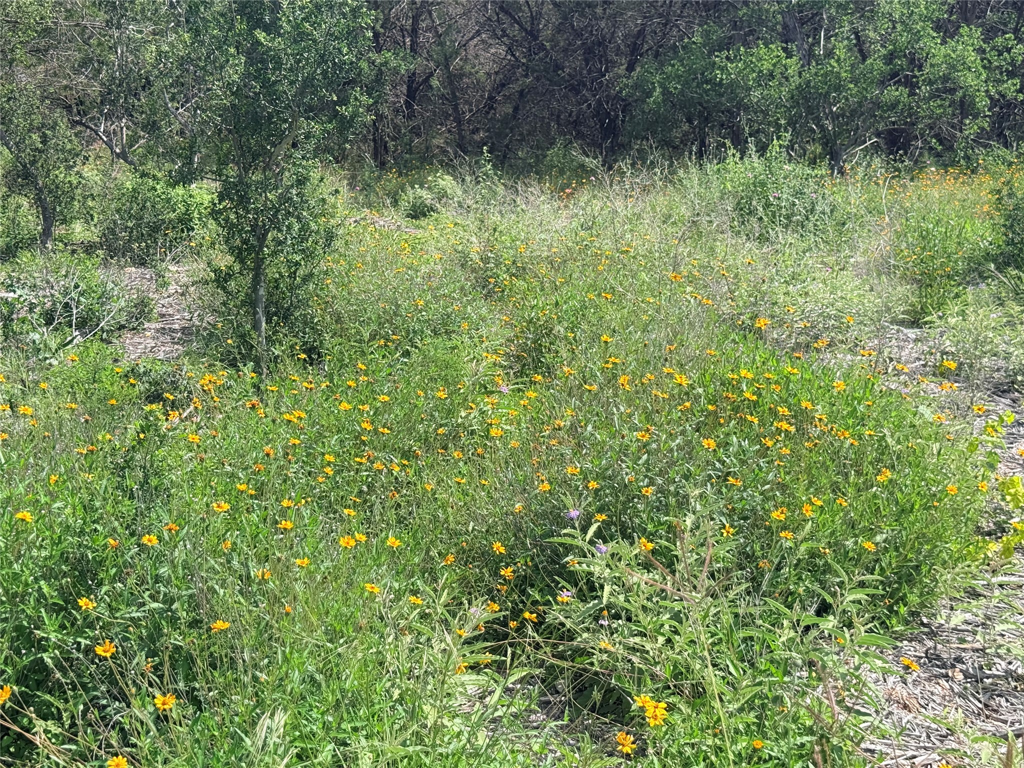 2013 Hilliard Road San Marcos, TX 78666 - Photo 13 of 37 Wildflowers of all types grow here in abundance!
