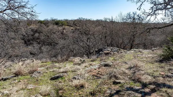a view of a forest with trees in the background