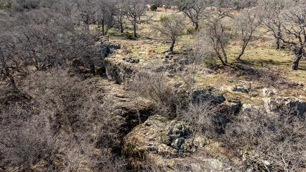 a view of a dry yard with trees in the background