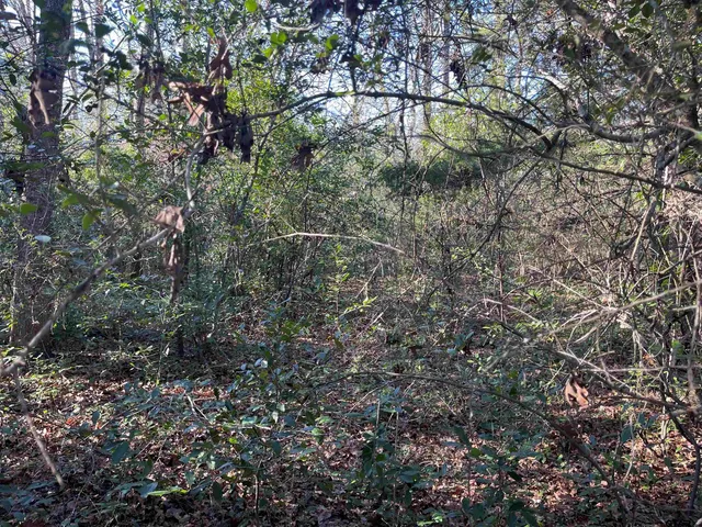 $2,500 | Tbd West Bent Bow Lane, Holly Lake Ranch, TX 75765