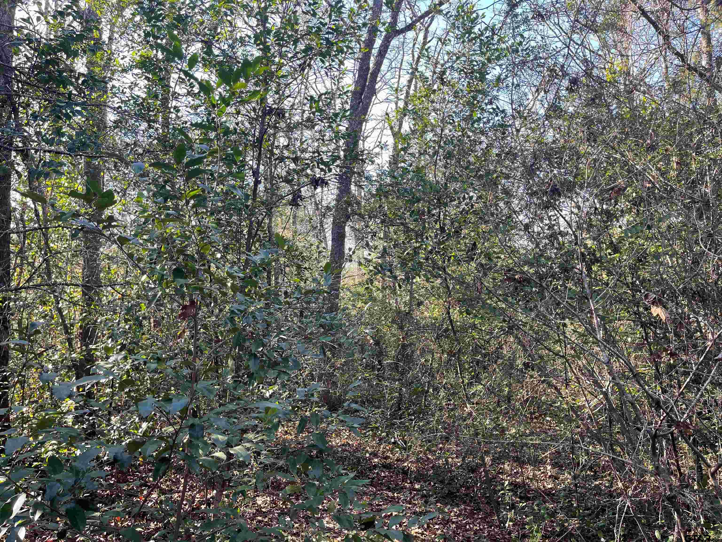 Tbd West Bent Bow Lane Holly Lake Ranch, TX 75765 - Photo 2 of 7