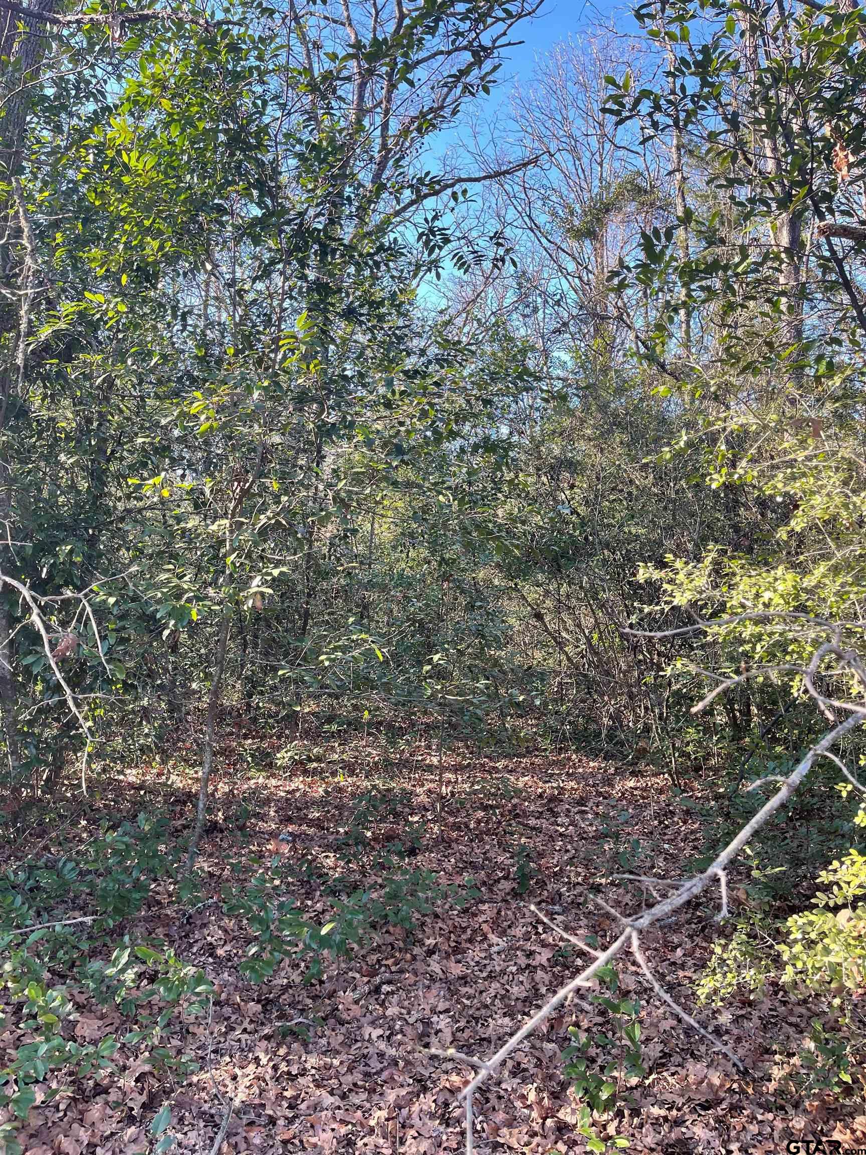 Tbd West Bent Bow Lane Holly Lake Ranch, TX 75765 - Photo 3 of 7