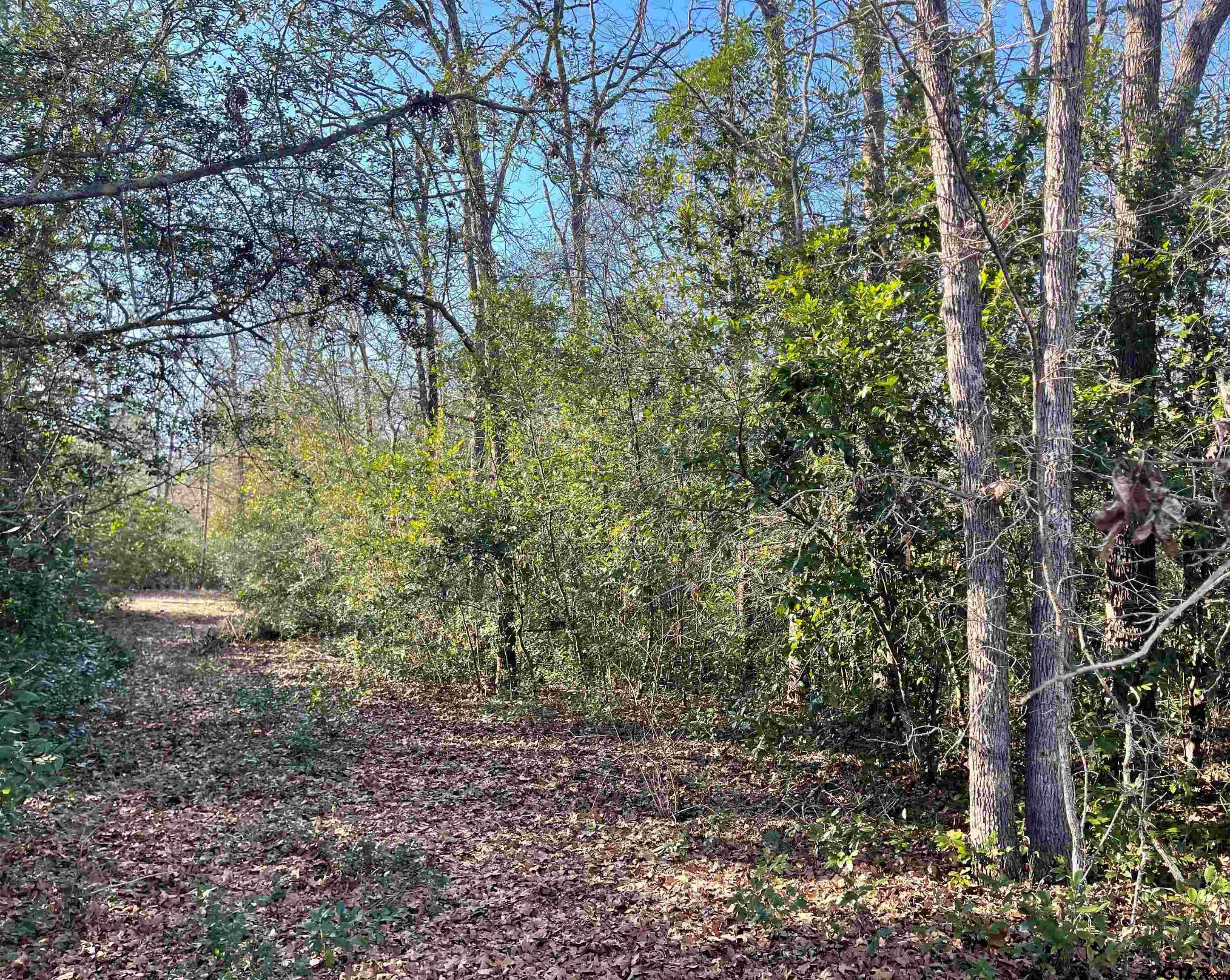 Tbd West Bent Bow Lane Holly Lake Ranch, TX 75765 - Photo 4 of 7