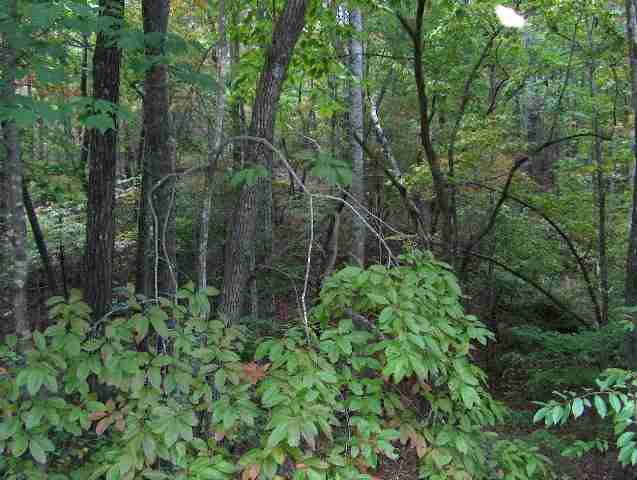 6 South Saluda Cleveland, SC 29635 - Photo 1 of 4 Gallery Image 1