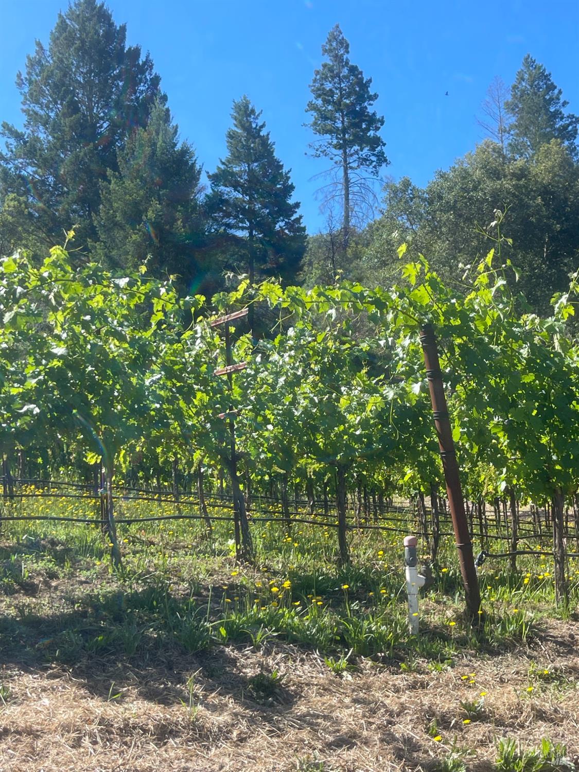 0 Diamond Mountain Road Calistoga, CA 94515 - Photo 11 of 19
