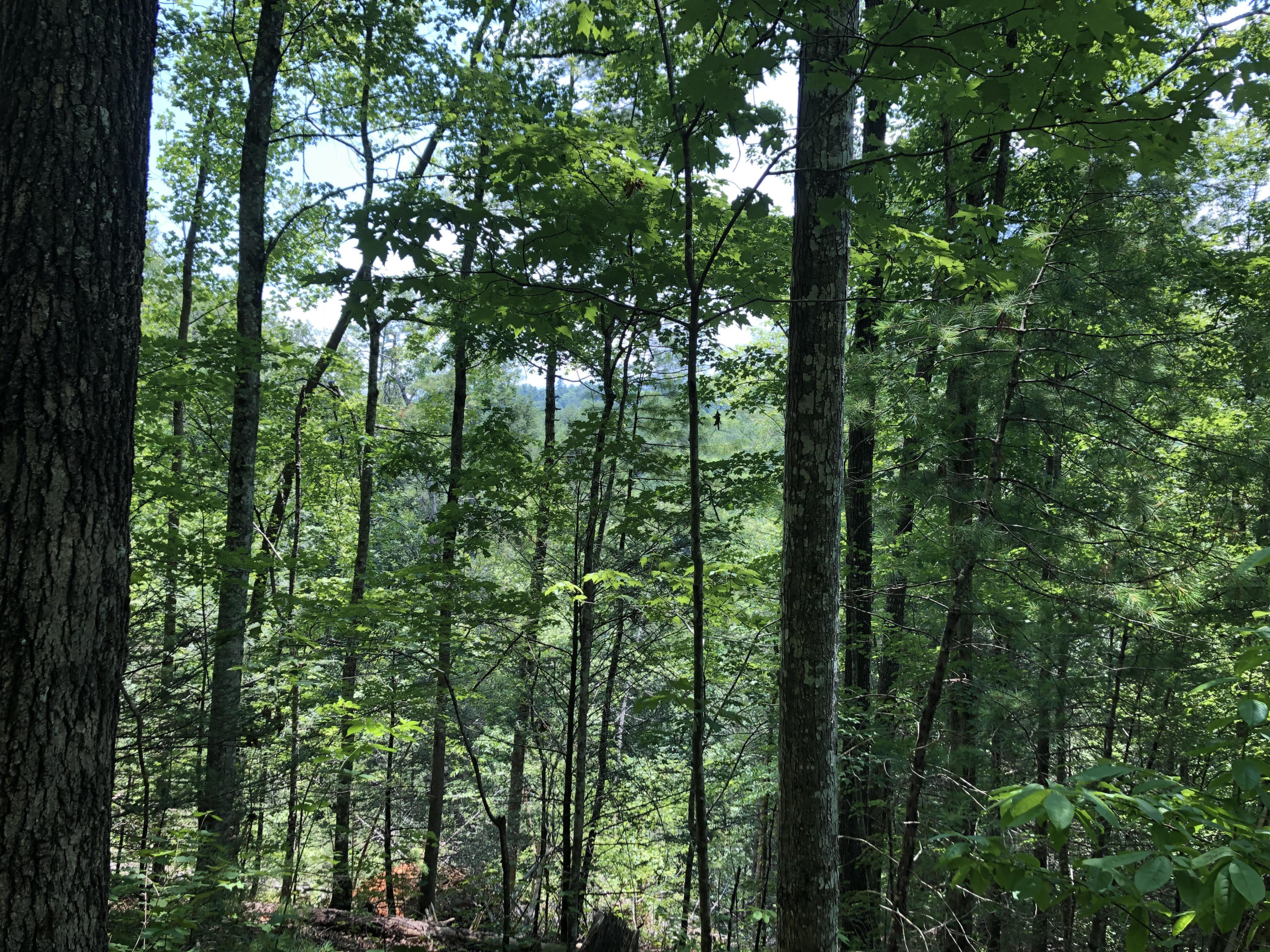 Valley Road Sevierville, TN 37876 - Photo 7 of 8 PV7