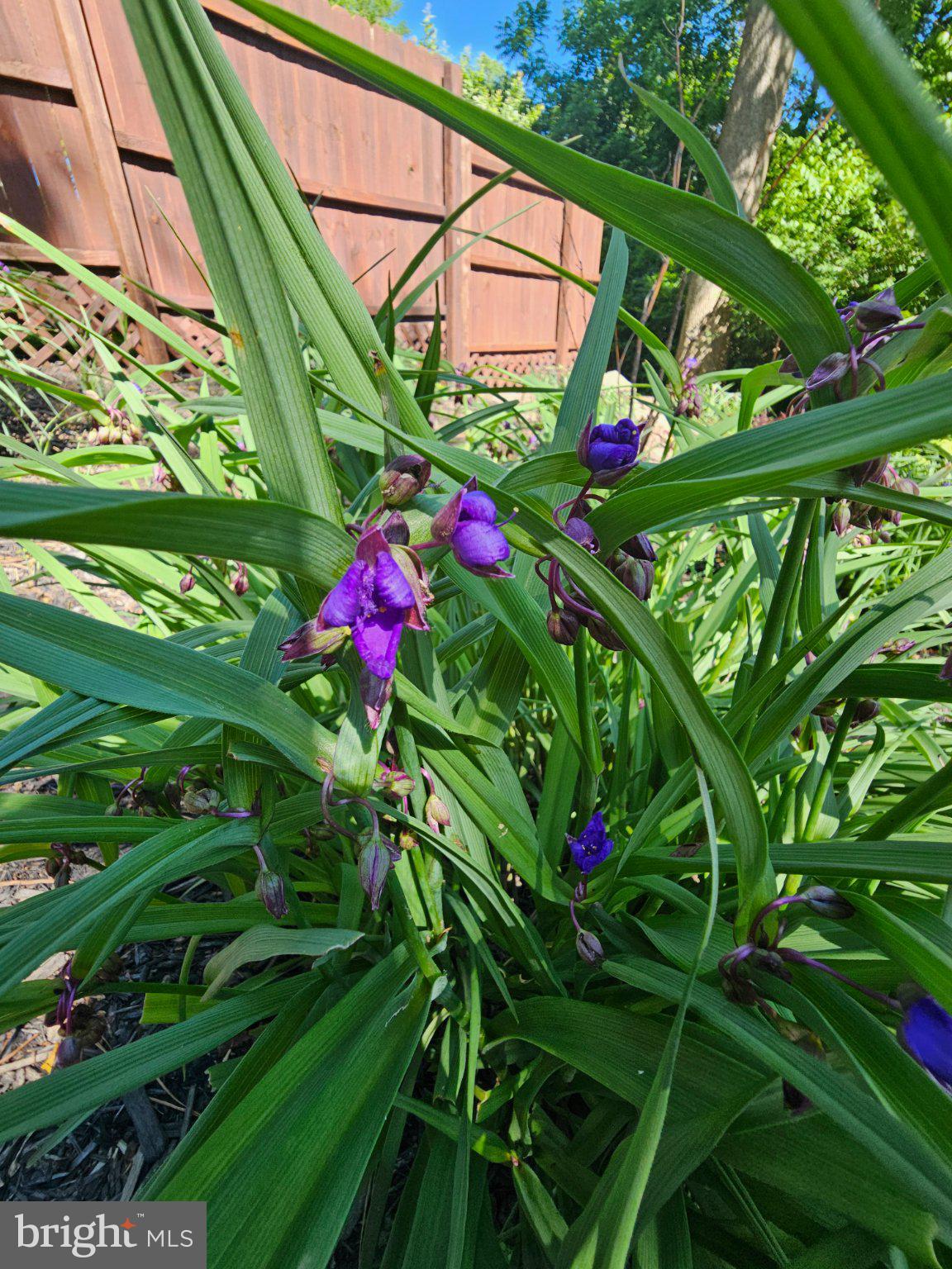 32 Parnassus Road Linden, VA 22642 - Photo 37 of 50 Vibrant blooms in lush greenery.
