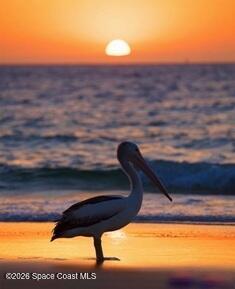 753 Spring Valley Drive Melbourne, FL 32940 - Photo 87 of 96 bird sunset a