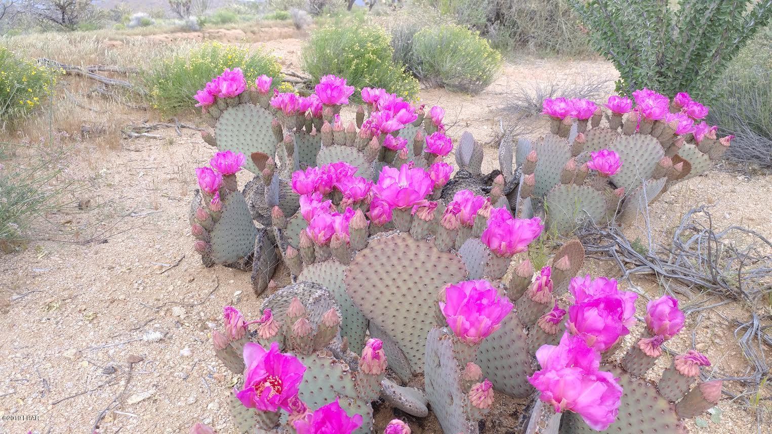 2071 South Cheyenne Road Yucca, AZ 86438 - Photo 11 of 13 Prickly Pear Cacti in bloom