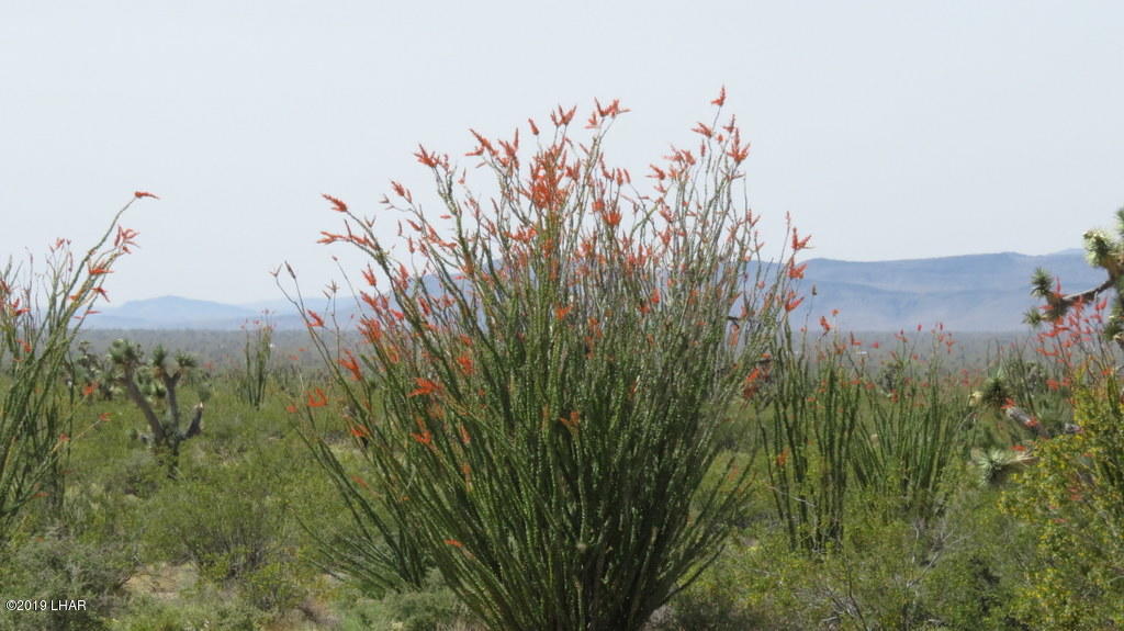 2071 South Cheyenne Road Yucca, AZ 86438 - Photo 12 of 13 Octillo Cactus in bloom