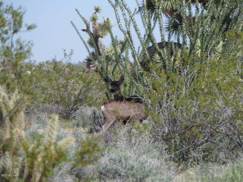 2071 South Cheyenne Road Yucca, AZ 86438 - Photo 4 of 13 55-SAM_0221