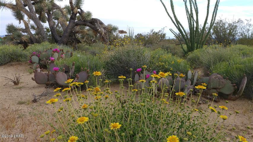 2071 South Cheyenne Road Yucca, AZ 86438 - Photo 10 of 13 Beautiful native flora