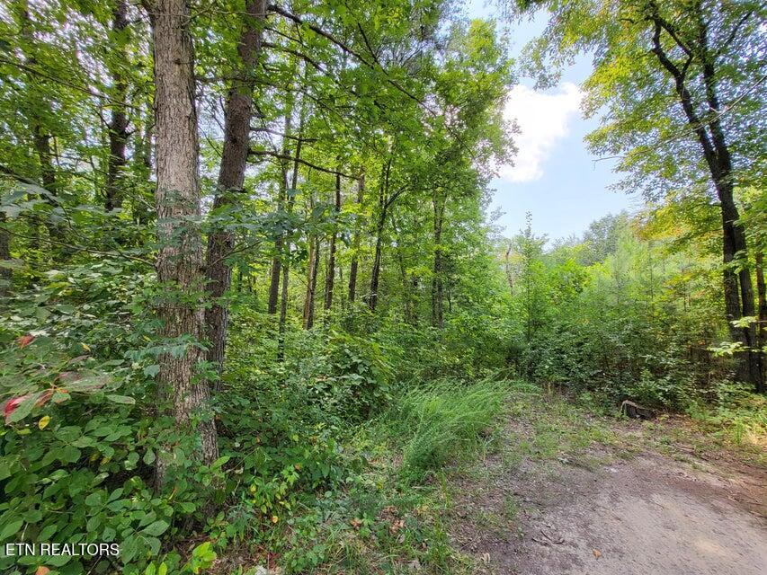 0 Bowater Road Pikeville, TN 37367 - Photo 4 of 8 4