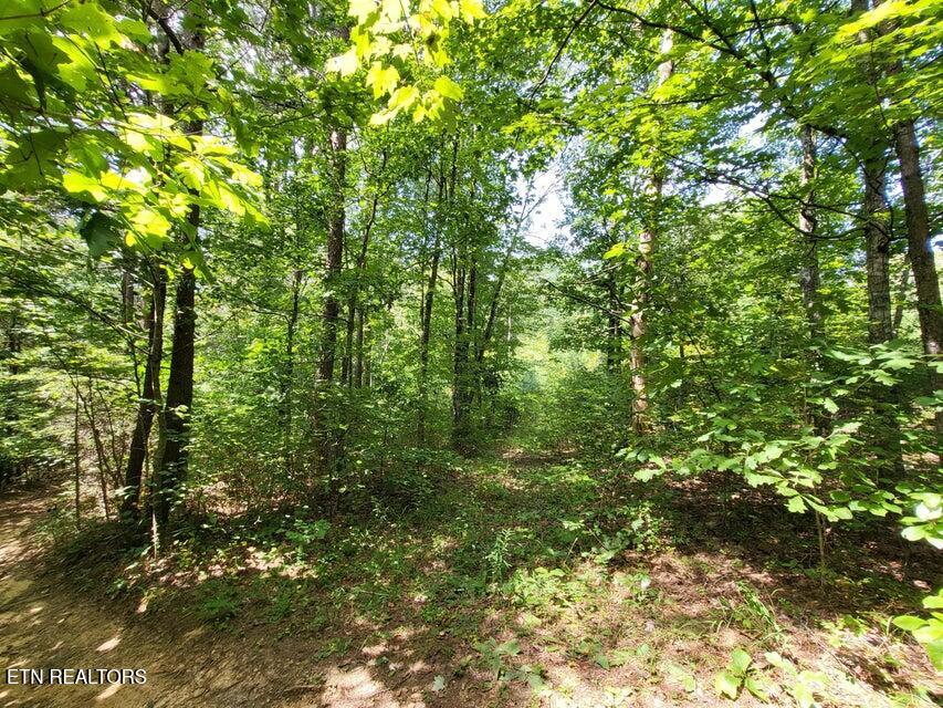 0 Bowater Road Pikeville, TN 37367 - Photo 5 of 8 5