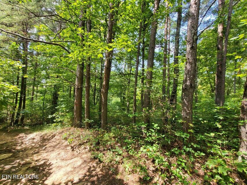 0 Bowater Road Pikeville, TN 37367 - Photo 6 of 8 6