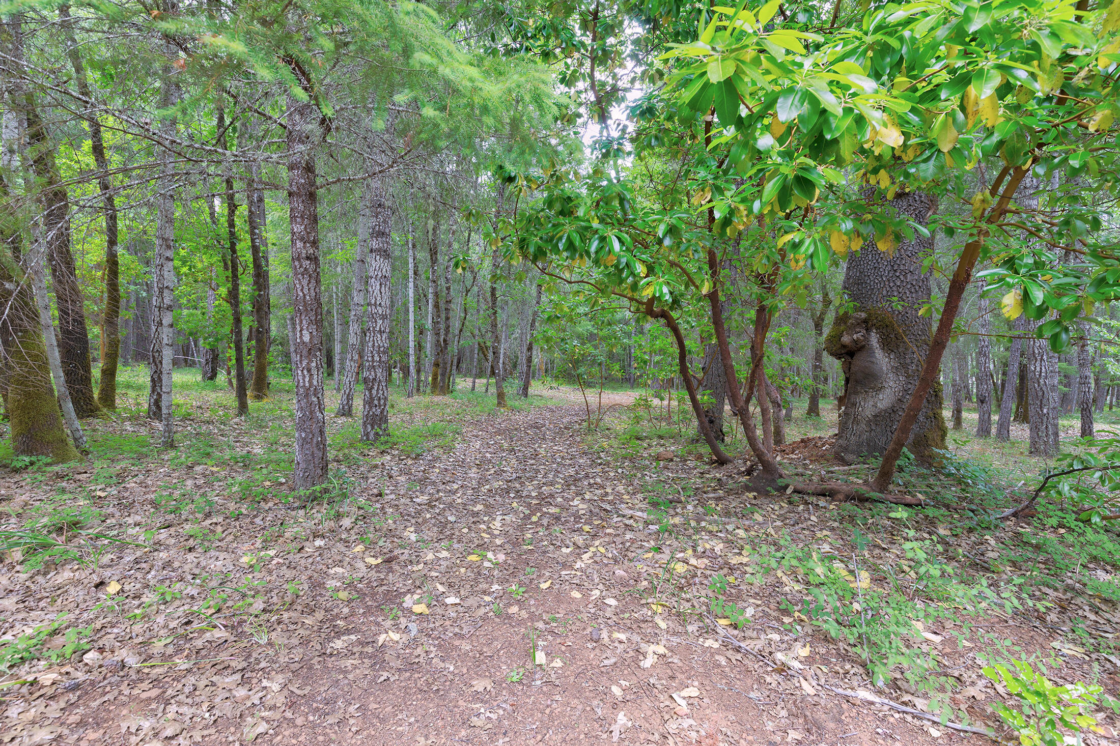 7060 Rockydale Road Cave Junction, OR 97523 - Photo 31 of 33 a view of a backyard with trees