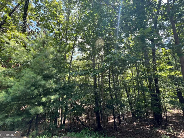 an outdoor space with lots of trees