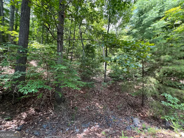 a view of a forest that has a tree