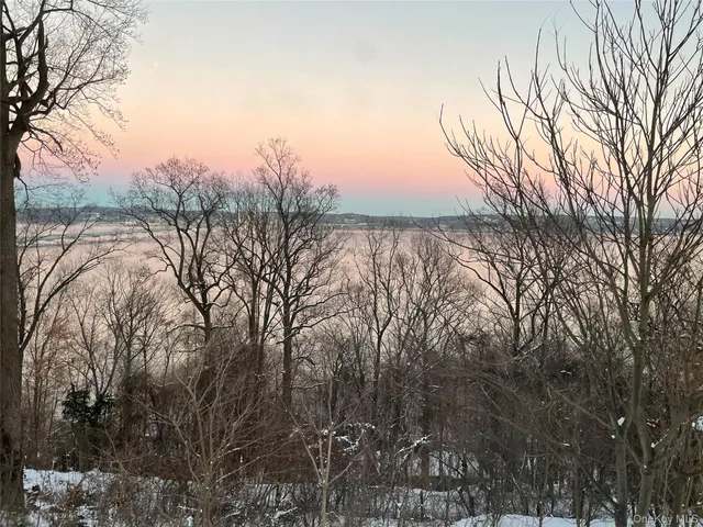 a view of a forest with lots of trees
