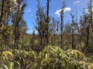 a view of a building in a forest