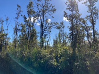 21 Laupaka Road Mountain View, HI 96771 - Photo 12 of 18 a view of a forest