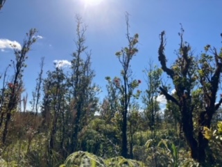 21 Laupaka Road Mountain View, HI 96771 - Photo 13 of 18 a view of a house with a tree in the background
