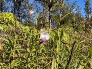 21 Laupaka Road Mountain View, HI 96771 - Photo 14 of 18 a picture of a tree