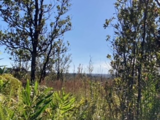21 Laupaka Road Mountain View, HI 96771 - Photo 15 of 18 a view of a yard