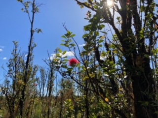 21 Laupaka Road Mountain View, HI 96771 - Photo 2 of 18 a view of a flower