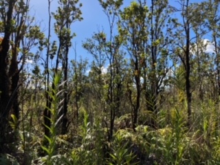 21 Laupaka Road Mountain View, HI 96771 - Photo 3 of 18 a view of a forest with a tree