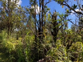 21 Laupaka Road Mountain View, HI 96771 - Photo 4 of 18 a view of a tree