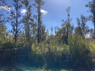 21 Laupaka Road Mountain View, HI 96771 - Photo 5 of 18 a view of a city with lots of trees