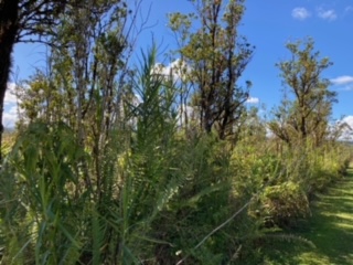 21 Laupaka Road Mountain View, HI 96771 - Photo 6 of 18 a view of a forest with a tree