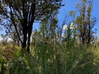 21 Laupaka Road Mountain View, HI 96771 - Photo 7 of 18 a view of a tree in a yard
