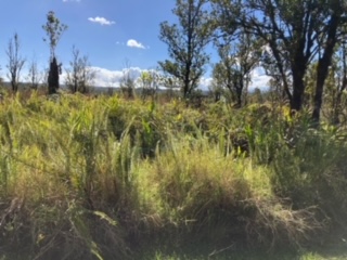 21 Laupaka Road Mountain View, HI 96771 - Photo 8 of 18 a view of a yard with large trees