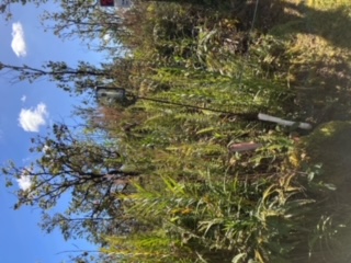 21 Laupaka Road Mountain View, HI 96771 - Photo 10 of 18 a view of a building
