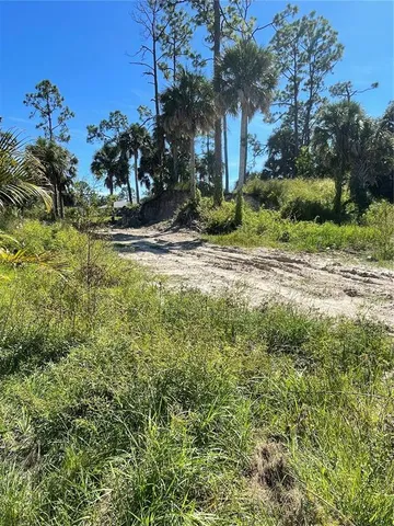 a view of a field with plants and trees