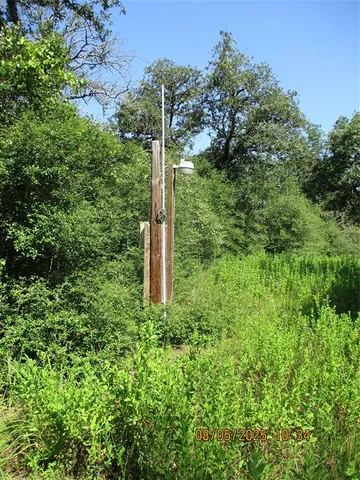 a close up of a tree in a garden