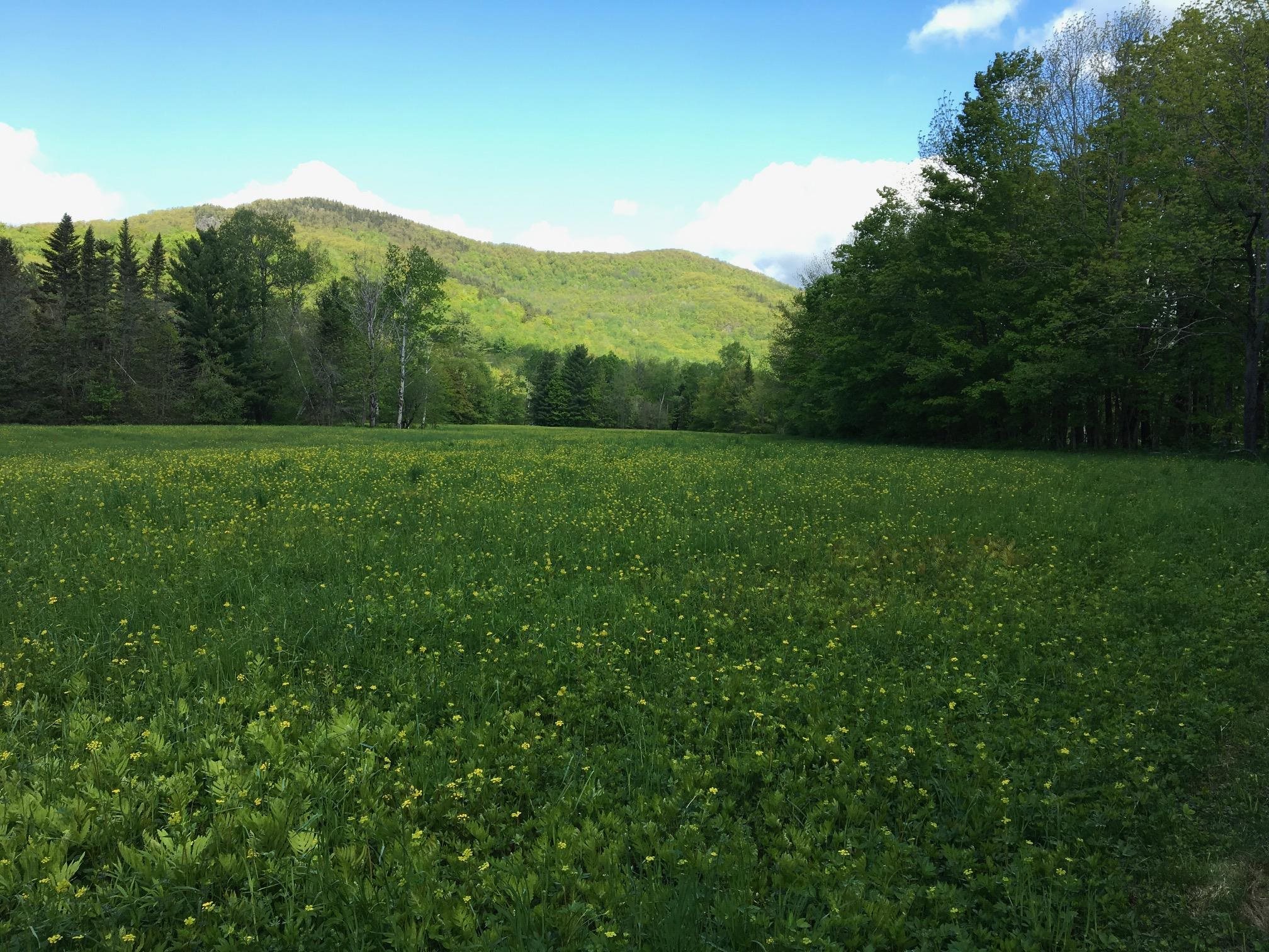 348 Carter Notch Road Jackson, NH 03846 - Photo 32 of 40