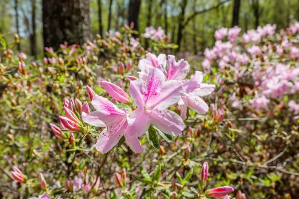 $2,150,000 | 3593 Silver Bluff Road, Aiken, SC 29803