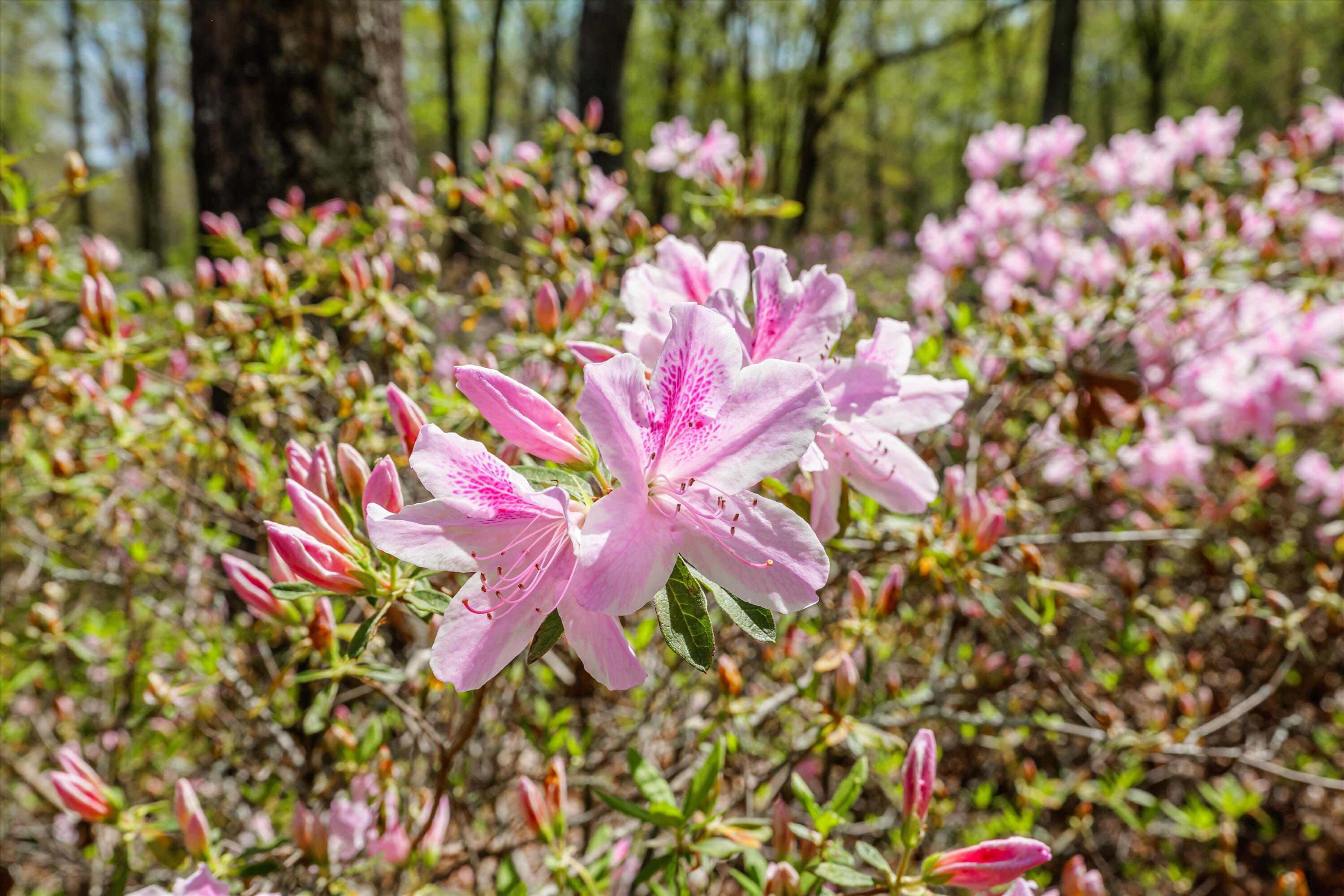 3593 Silver Bluff Road Aiken, SC 29803 - Photo 6 of 71 067-PS528066
