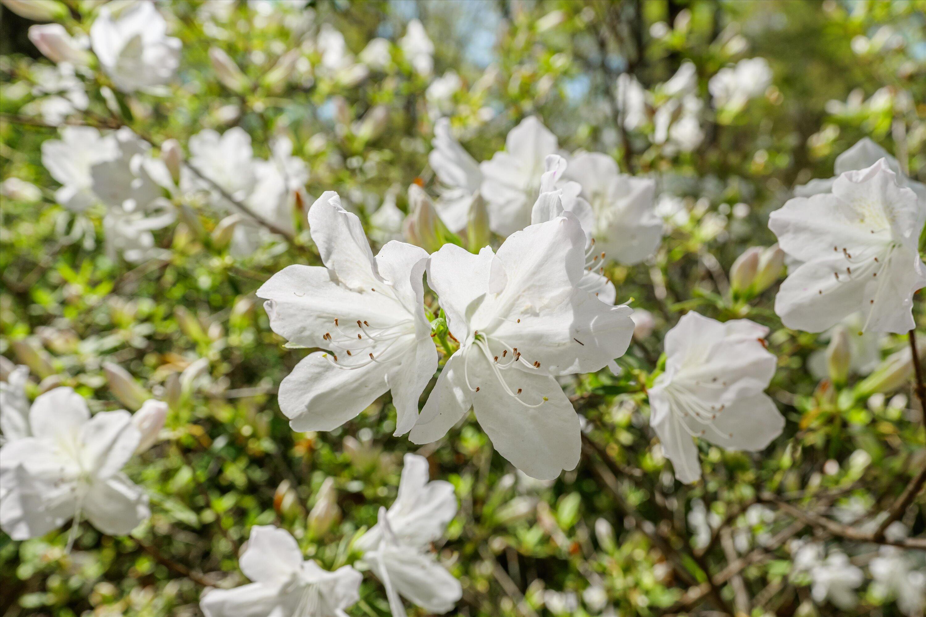 3593 Silver Bluff Road Aiken, SC 29803 - Photo 7 of 71 068-PS528067