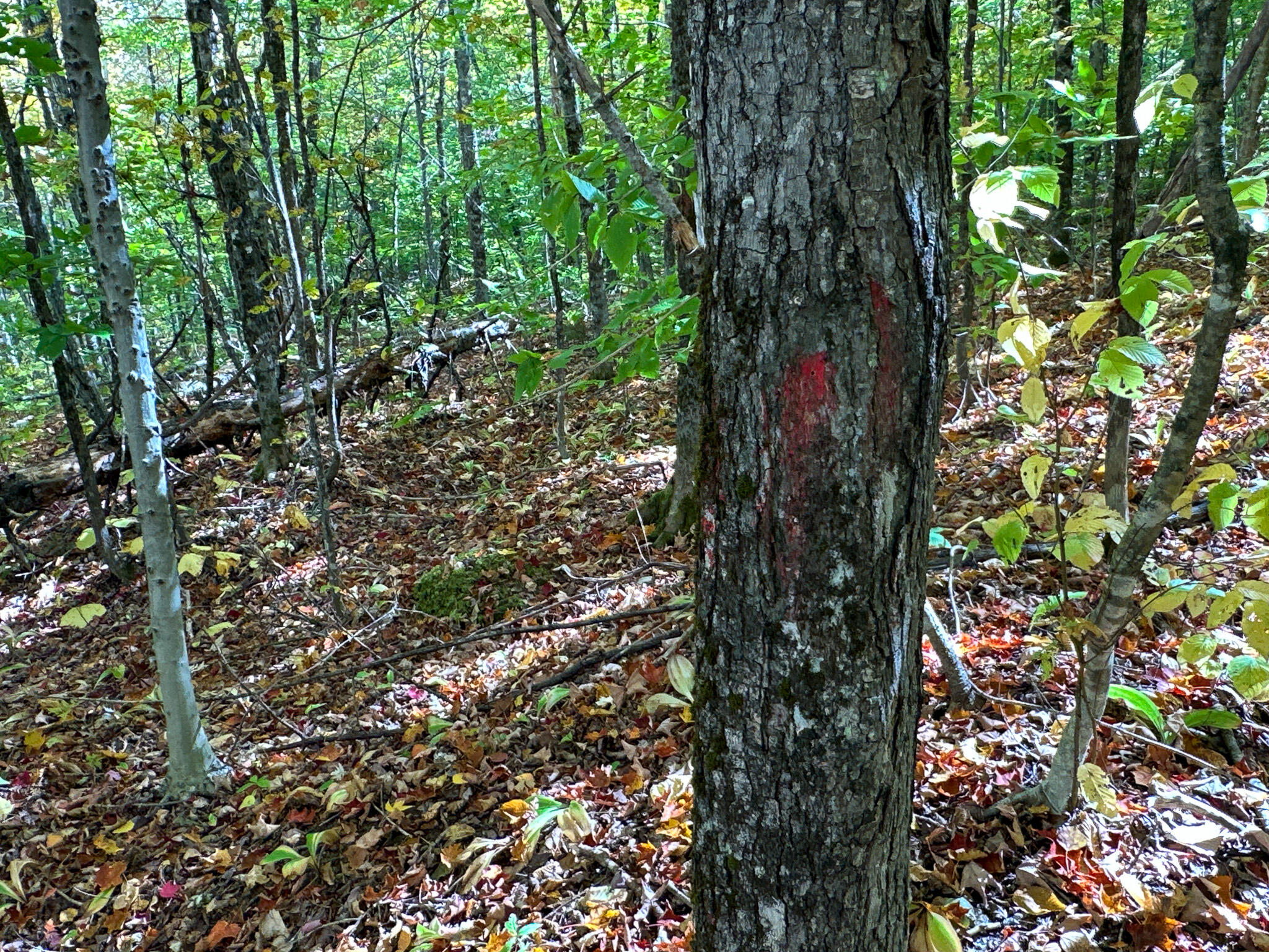 194 Station Road Sherman, ME 04776 - Photo 47 of 50 48