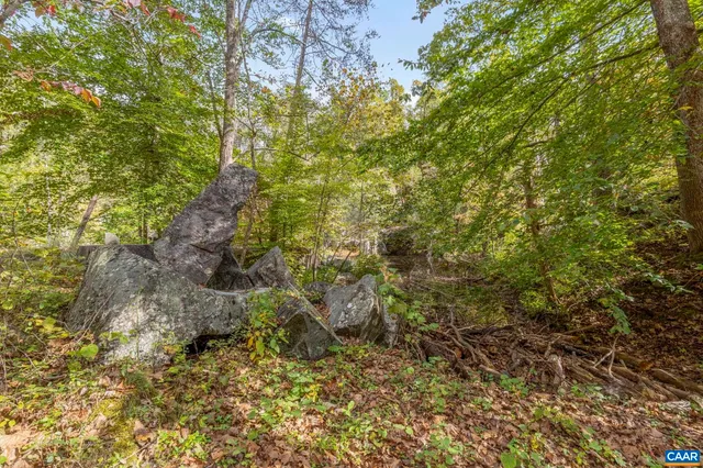 a view of forest with trees