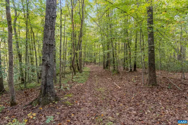 a view of a forest with large trees