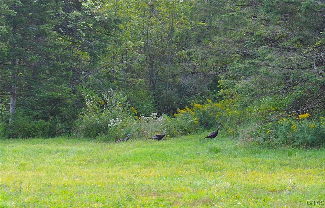 0 Lucas Road Bridgeport, NY 13030 - Photo 4 of 17