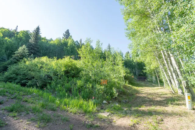 a view of a yard with plants and a large tree
