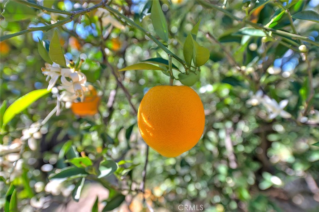 9828 Flying Mane Rancho Cucamonga, CA 91737 - Photo 81 of 81